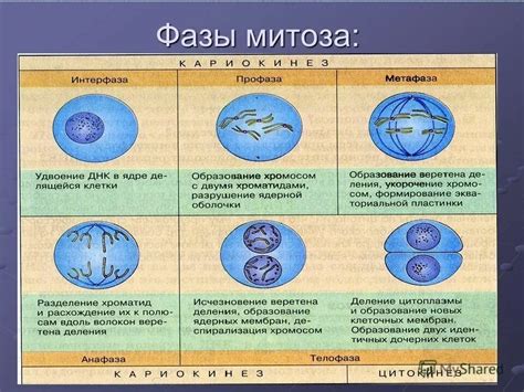 Внутриклеточные процессы после митоза