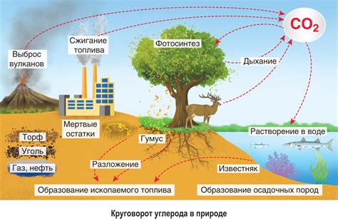 Вода и углерод: ключевые игроки процесса