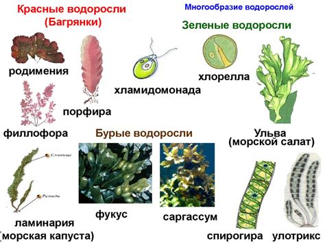 Водоросли и высшие растения