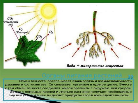 Воздействие грунта и земли на растения