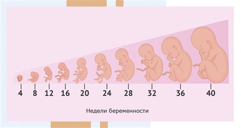 Воздействие дистрофических изменений на развитие плода и беременность