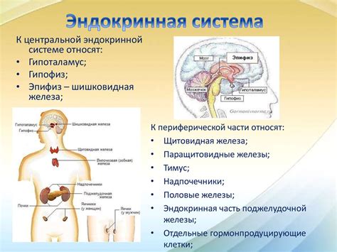 Воздействие на уровень гормонов и эндокринную систему