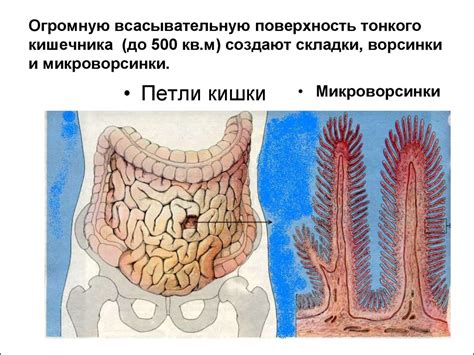 Воздействие пищи в тонкой кишке