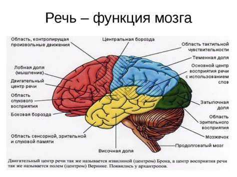 Воздействие различных повреждений головного мозга на речевые функции