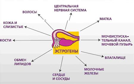 Воздействие уреаплазмы на женский организм