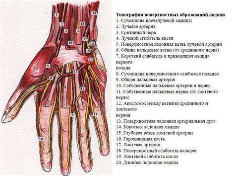 Возможное повреждение сосудов и нервов