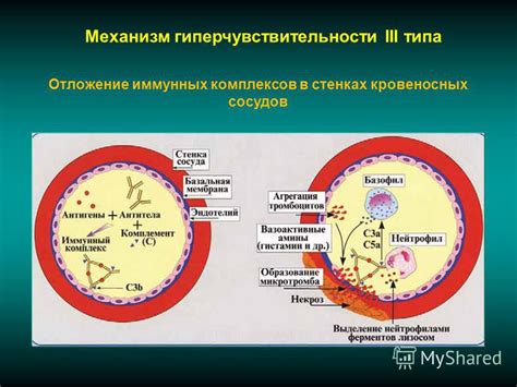 Возможное разрушение кровеносных клеток