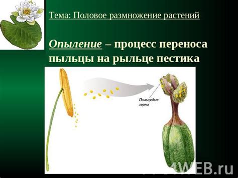 Возможности переноса пыльцы