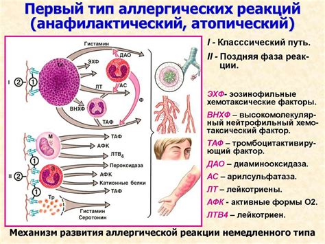 Возможность аллергических реакций на гемоглобин