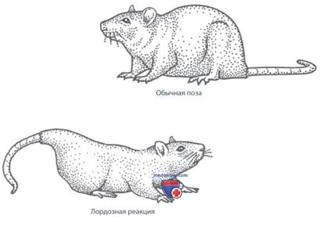 Возможные методы регулирования полового поведения кролика