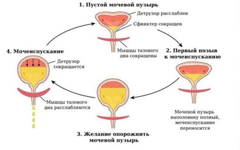 Возможные осложнения гиперплазии мочевого пузыря у женщин