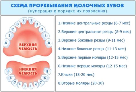 Возрастные изменения и прорезывание зубов