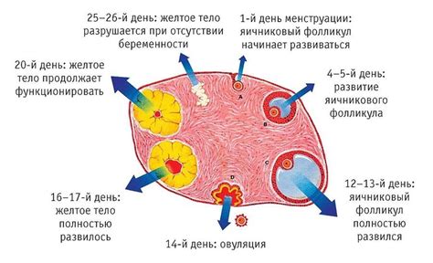 Возраст и запас яйцеклеток