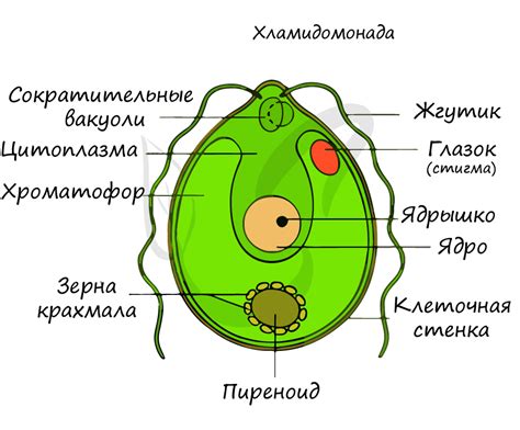 Вольвокс: строение и функции