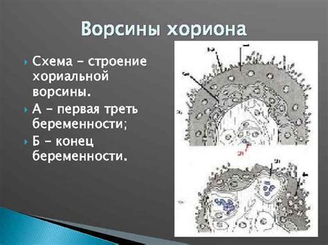 Ворсины хориона с дистрофическими изменениями: причины и последствия