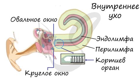 Восприятие слуха