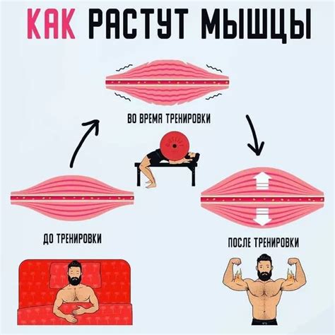 Восстанавливает мышцы после тренировок