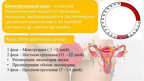 Восстановление естественного цикла менструации