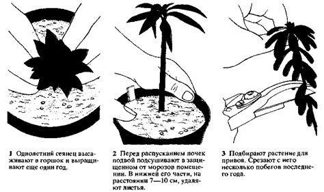 Восстановление и регенерация растения после обрезки