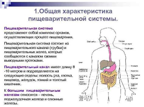 Вред, причиняемый никотином пищеварительной системе