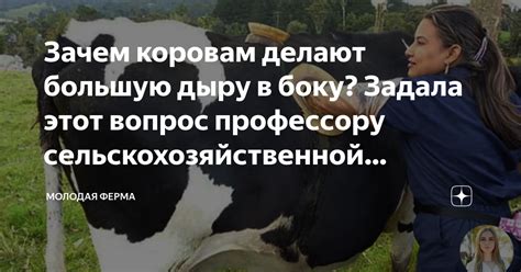 Вредит ли этот привычка коровам?