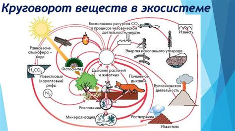 Вредность смеси мыла и бензина для организмов водных и наземных экосистем