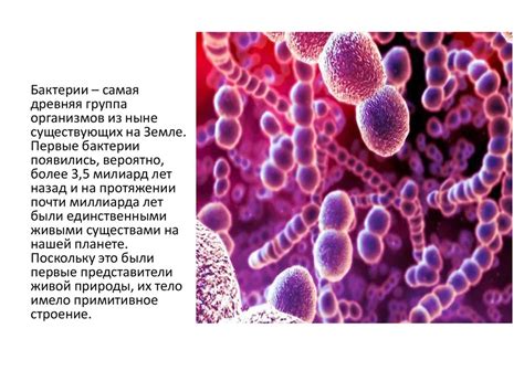 Вредные бактерии и их влияние на здоровье