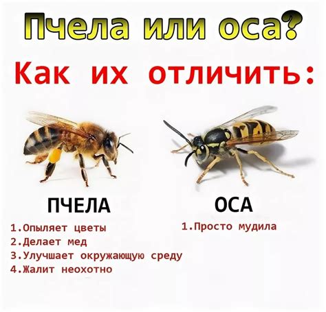 Вредные ос и пчелы