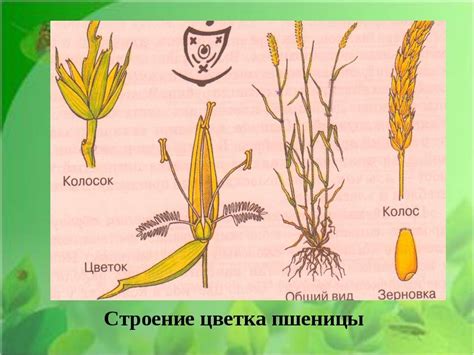 Вред полива злаковых растений