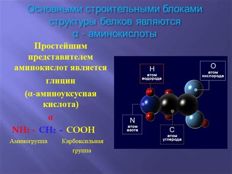 Все аминокислоты являются строительными блоками белков