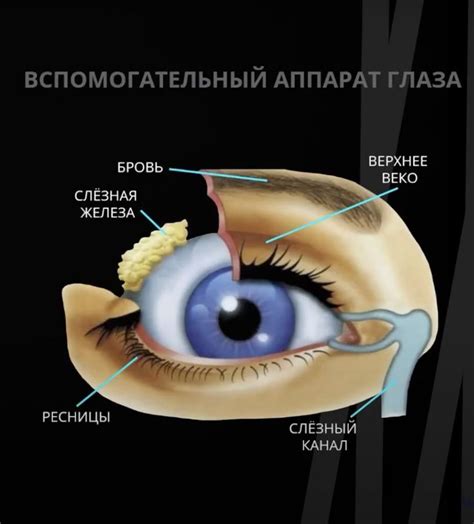 Вспомогательный аппарат глаза