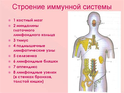 Всё о вызове иммунной системы