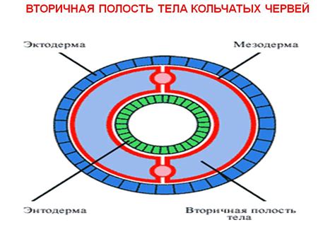 Вторичная полость тела: