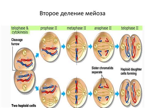 Второе деление мейоза