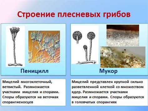 Второй способ: использование специализированных грибо-плесневых лекарств