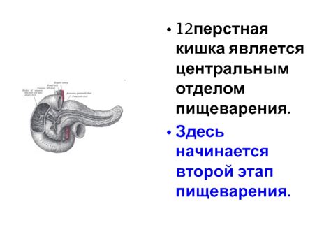 Второй этап пищеварения в энтодерме