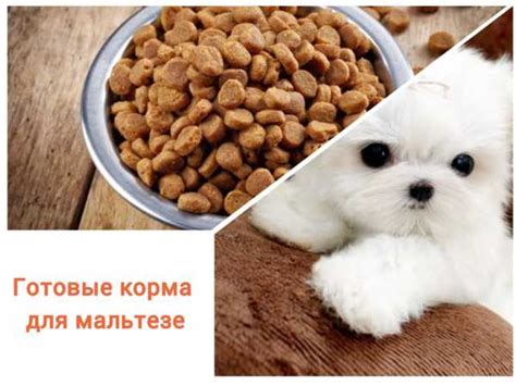 Выбор корма для щенка