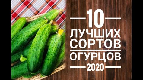 Выбор подкормок для огурцов открытого грунта