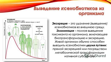 Выведение излишков влаги из организма