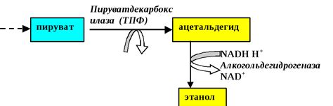 Выделение энергии из пирувата в анаэробных условиях