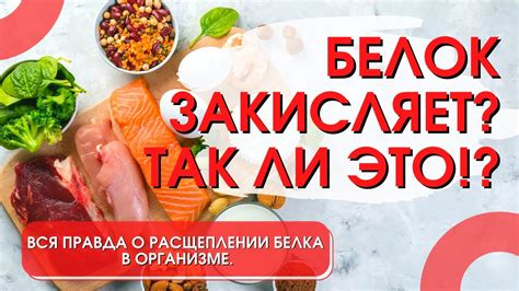 Вызванные избытком белка последствия для организма