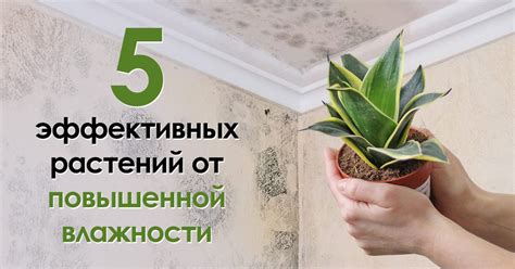 Выращивание растений, которые помогут бороться с плесенью