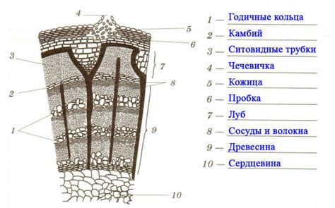 Вытянутые связи - взаимодействие через стебли