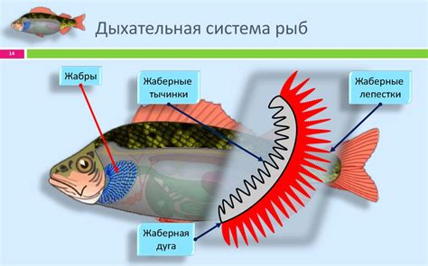 Газообмен у различных видов рыб