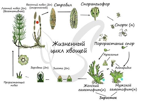 Гаметофит - репродуктивная стадия хвоща