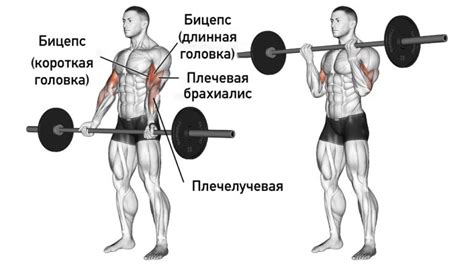 Гантели на вытянутых руках: тренировка для качественного накачивания мышц