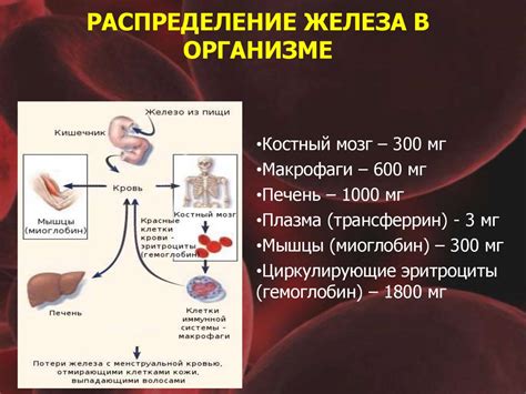 Гемовое железо: определение и значение