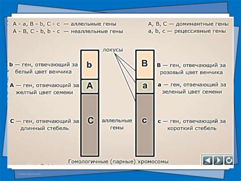 Гена и геном на хромосоме