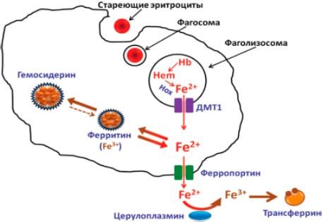 Гендерные особенности в синтезе и метаболизме железа