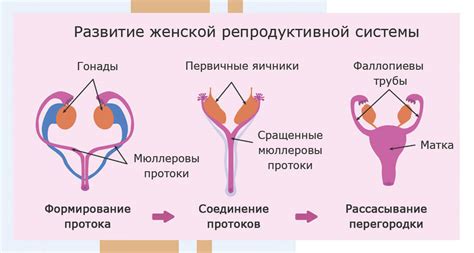 Генеративные органы: роль в репродуктивной системе человека